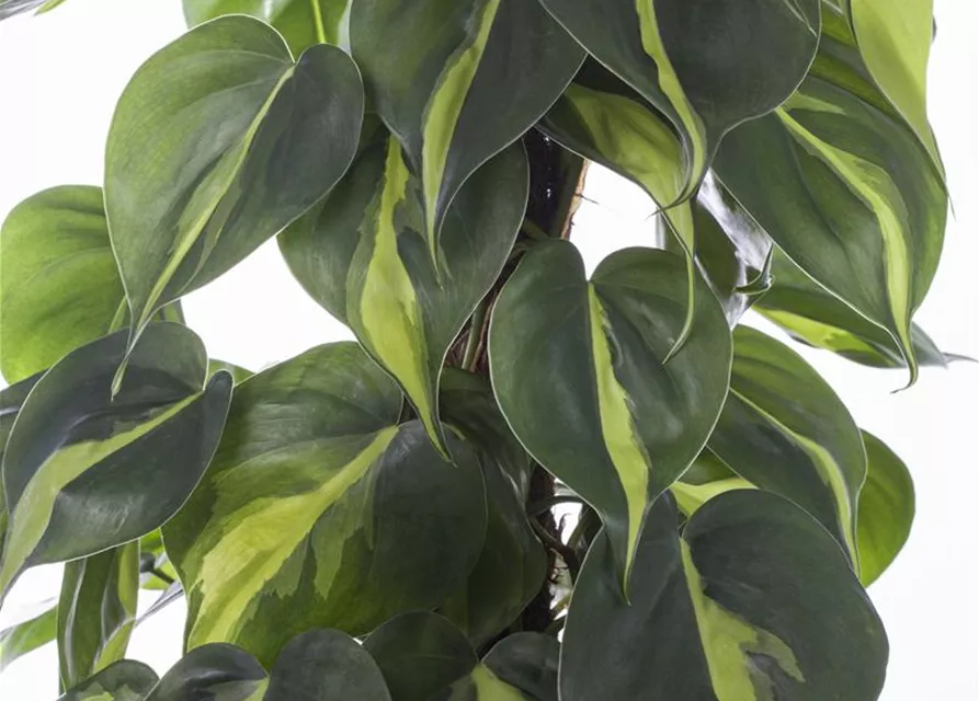 Philodendron scandens