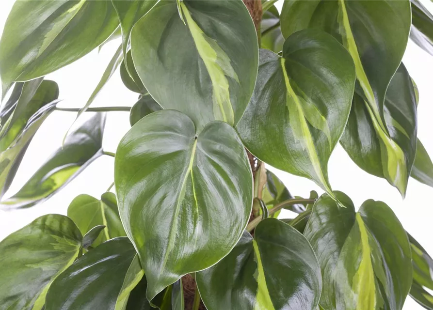 Philodendron scandens