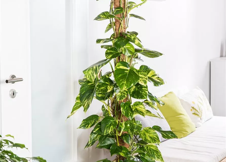 Philodendron scandens