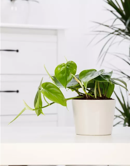 Philodendron scandens