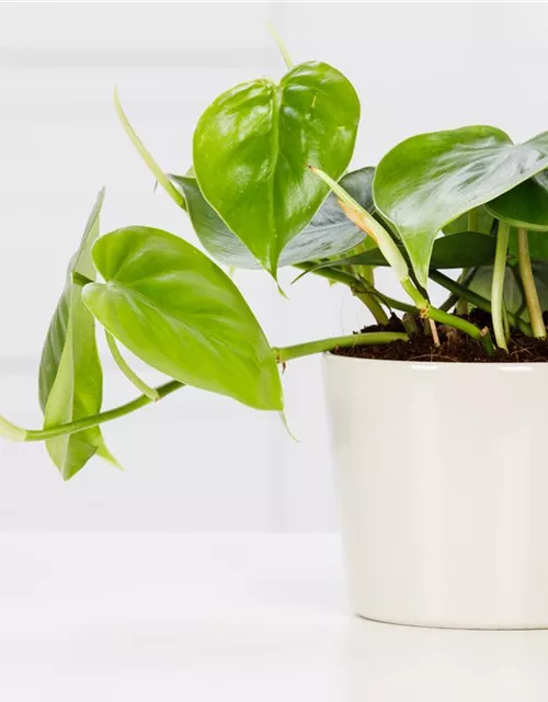 Philodendron scandens