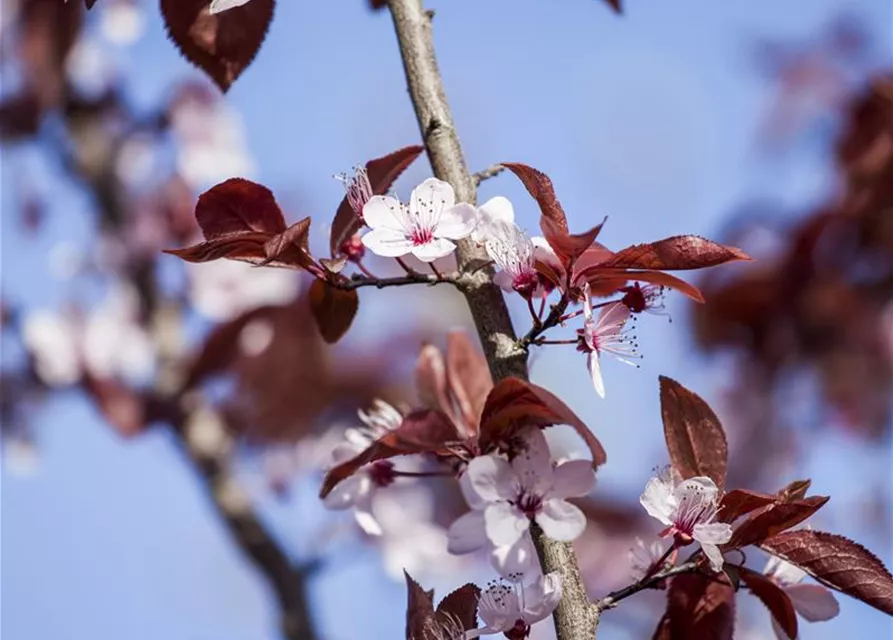 Prunus cerasifera 'Nigra'