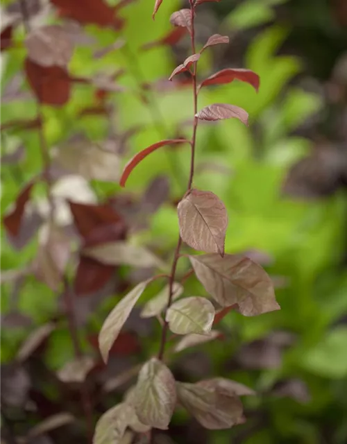 Prunus cerasifera 'Nigra'