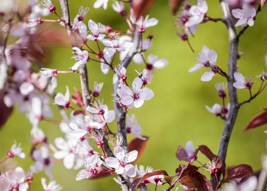 Prunus cerasifera 'Nigra'