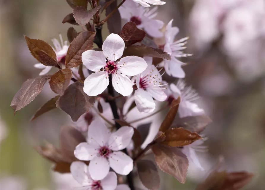 Prunus cerasifera 'Nigra'