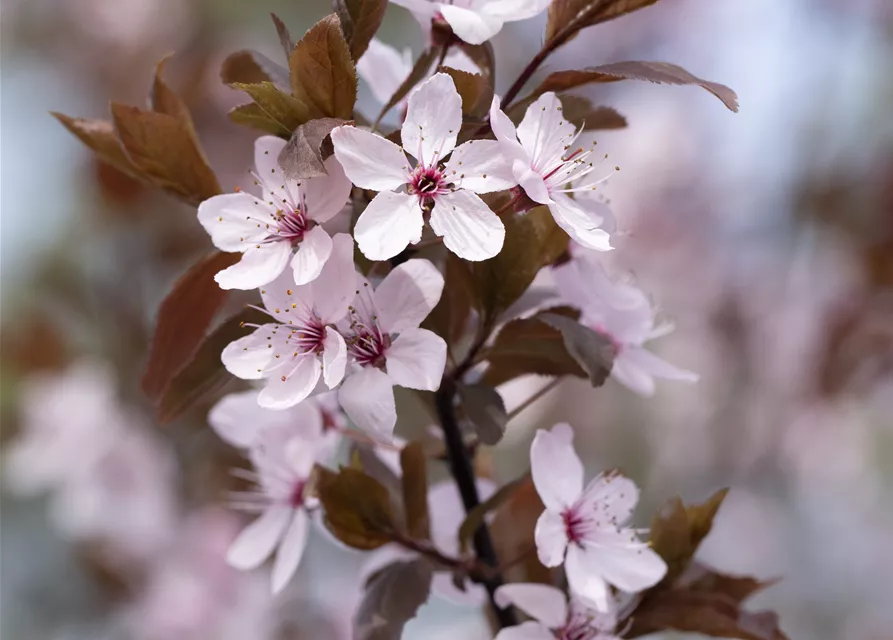 Prunus cerasifera 'Nigra'