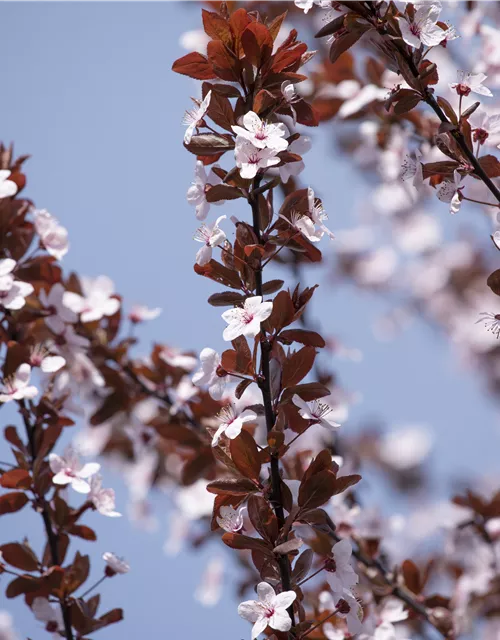 Prunus cerasifera 'Nigra'