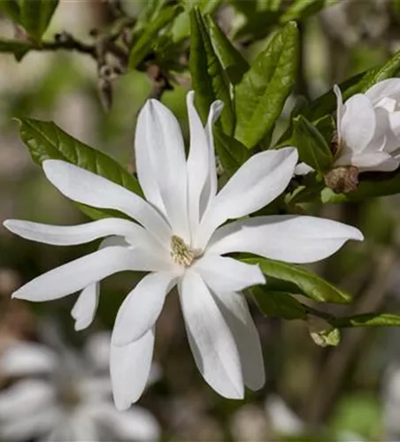 Magnolia stellata