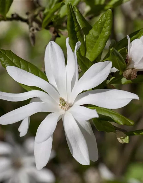 Magnolia stellata