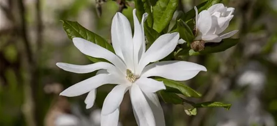 Magnolia stellata