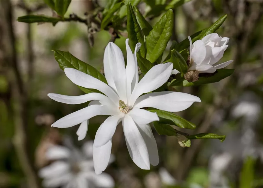 Magnolia stellata