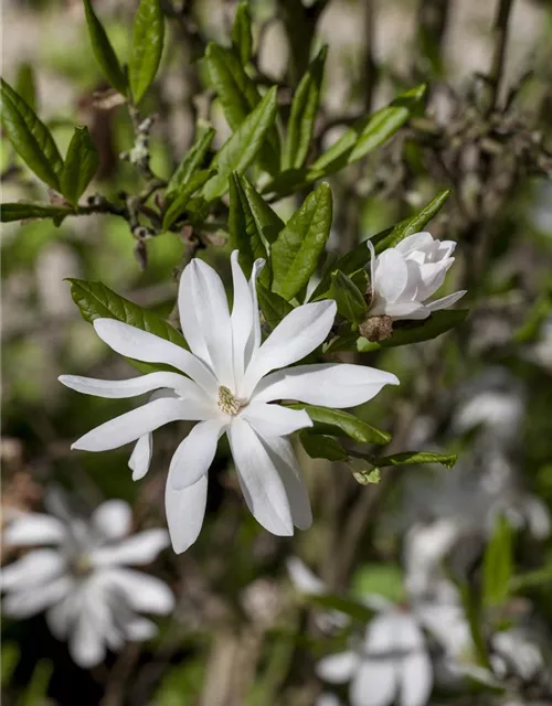 Magnolia stellata