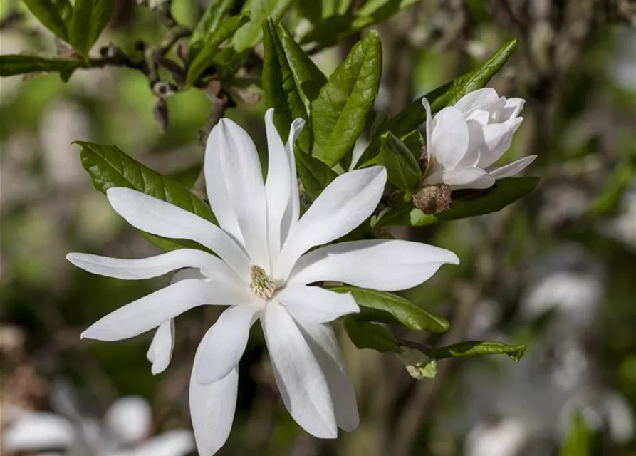 Magnolia stellata