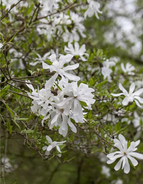 Magnolia stellata