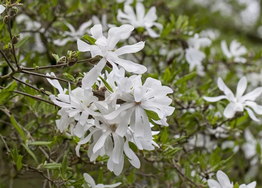 Magnolia stellata