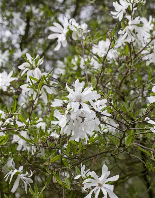 Magnolia stellata