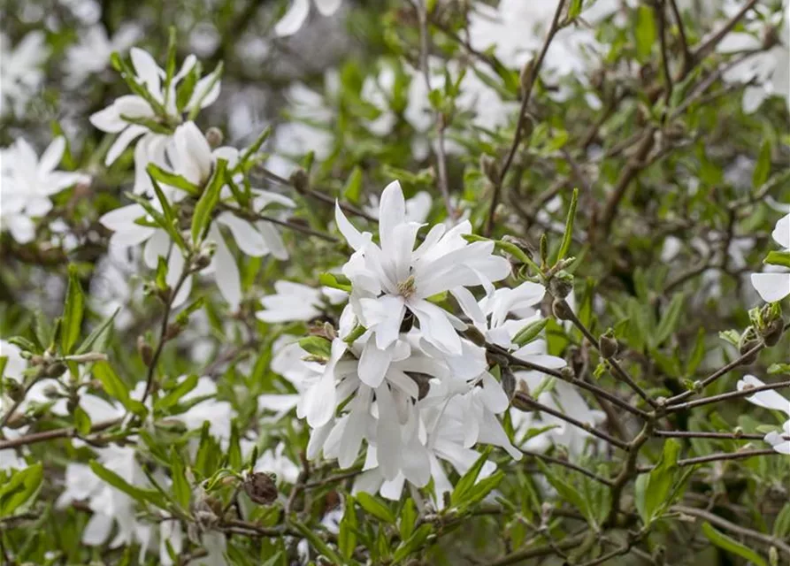 Magnolia stellata