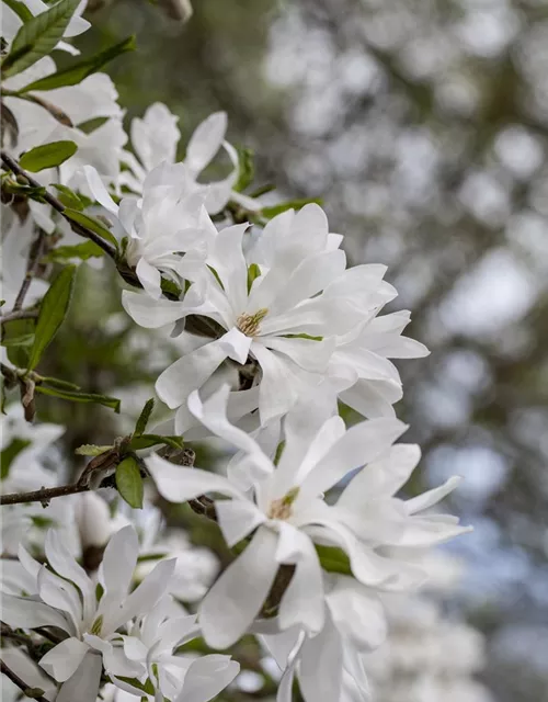 Magnolia stellata