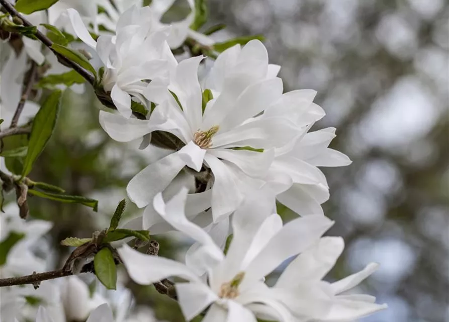 Magnolia stellata