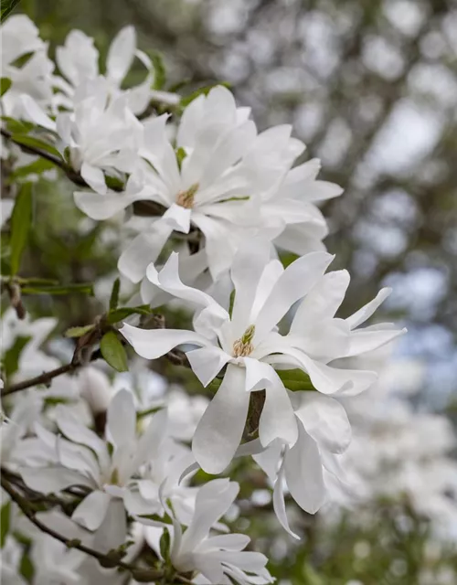 Magnolia stellata