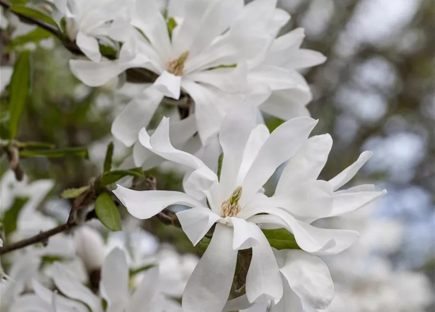 Magnolia stellata