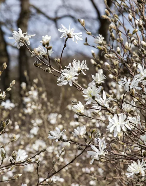 Magnolia stellata