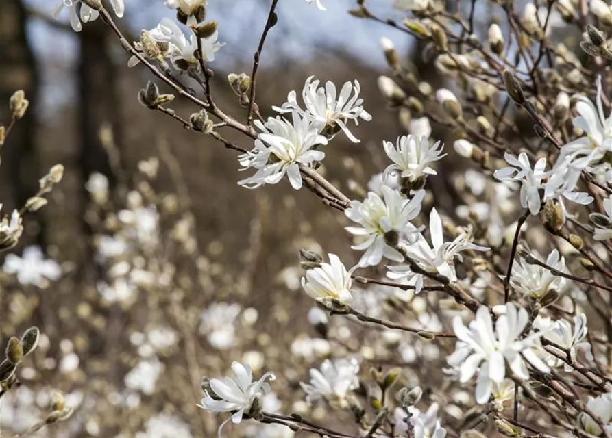 Magnolia stellata