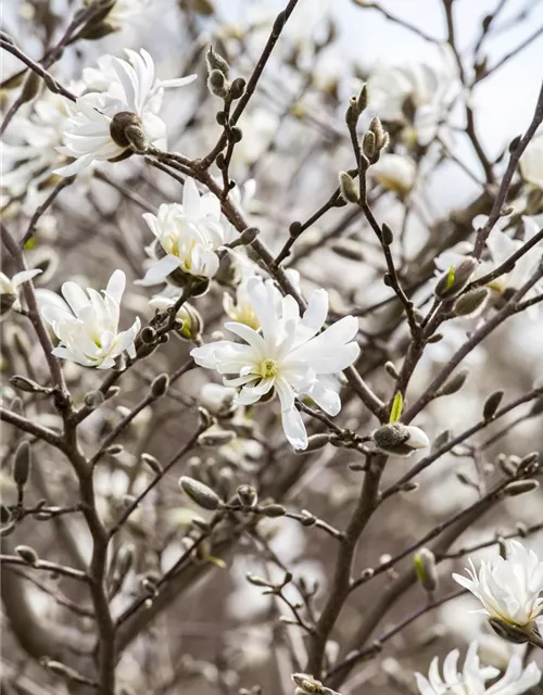 Magnolia stellata