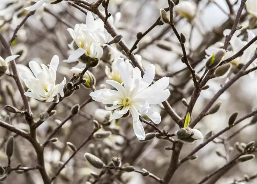 Magnolia stellata