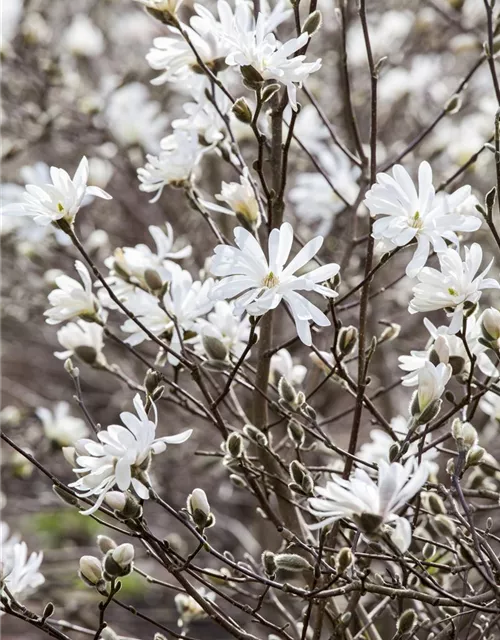 Magnolia stellata