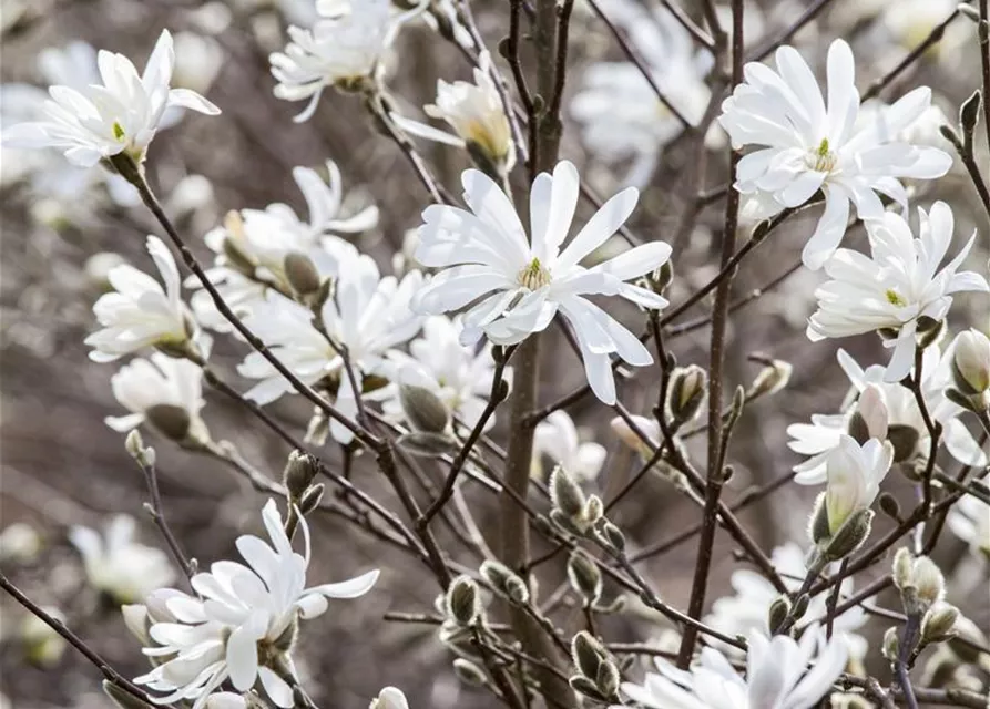 Magnolia stellata