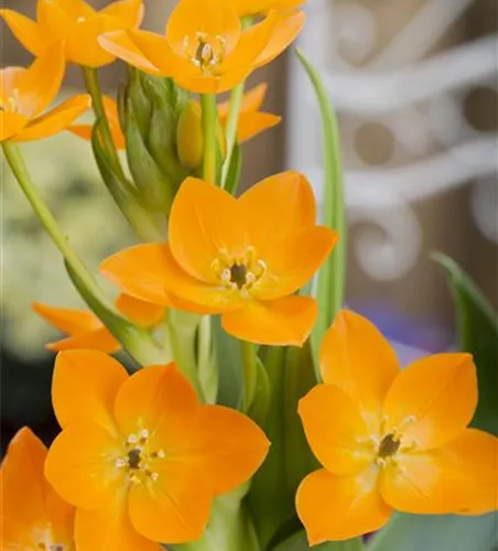 Ornithogalum dubium