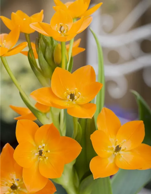 Ornithogalum dubium