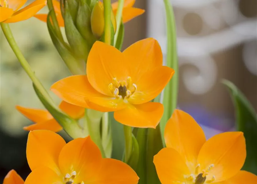 Ornithogalum dubium