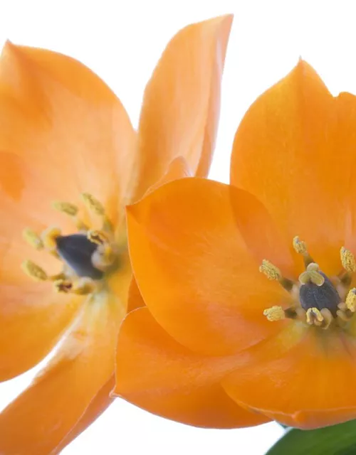 Ornithogalum dubium