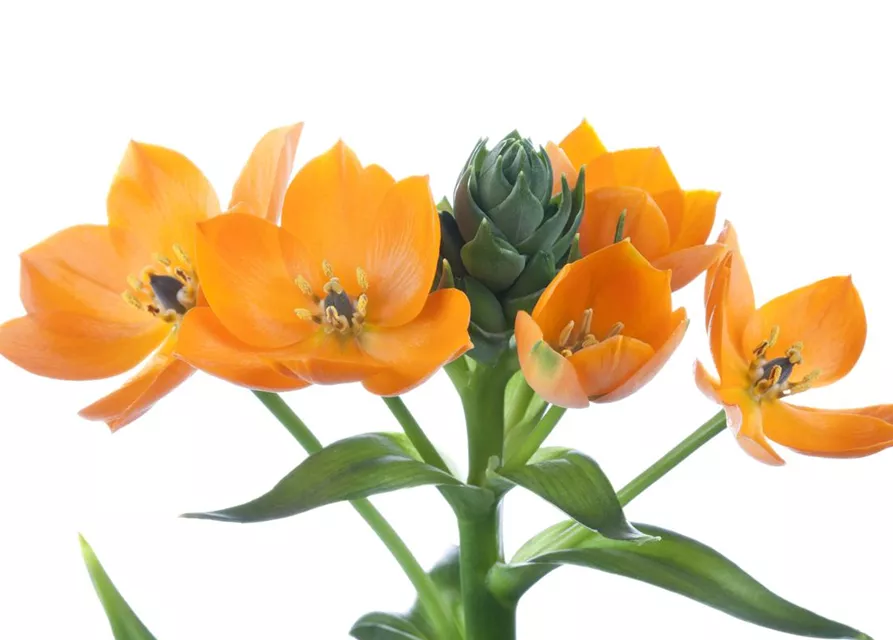 Ornithogalum dubium