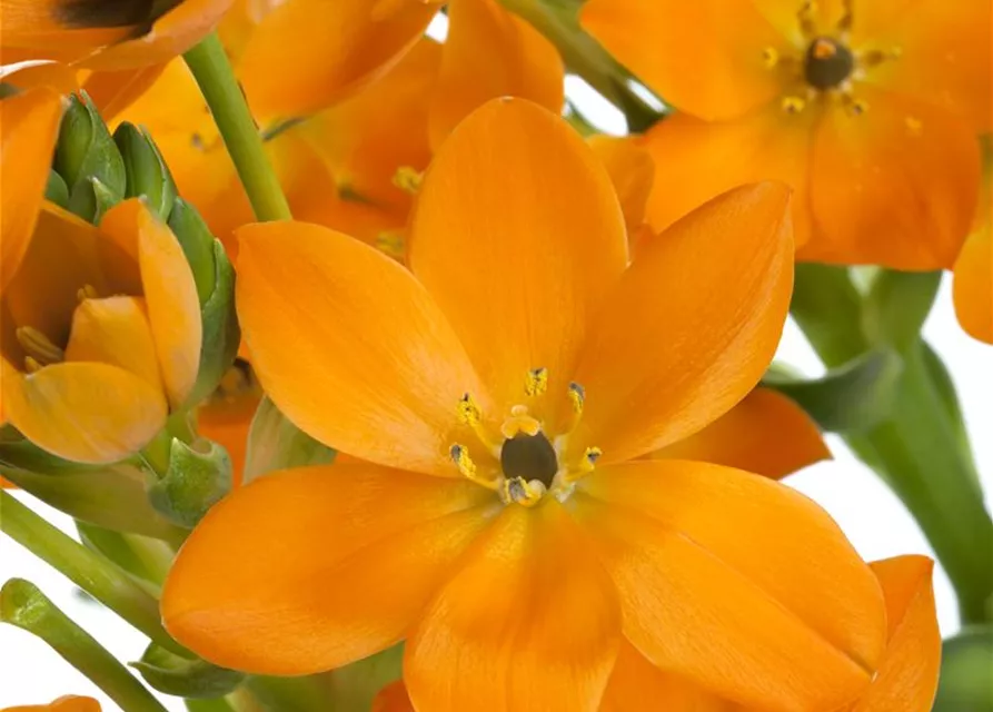 Ornithogalum dubium