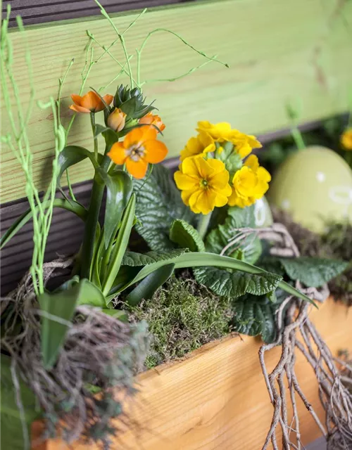 Ornithogalum dubium