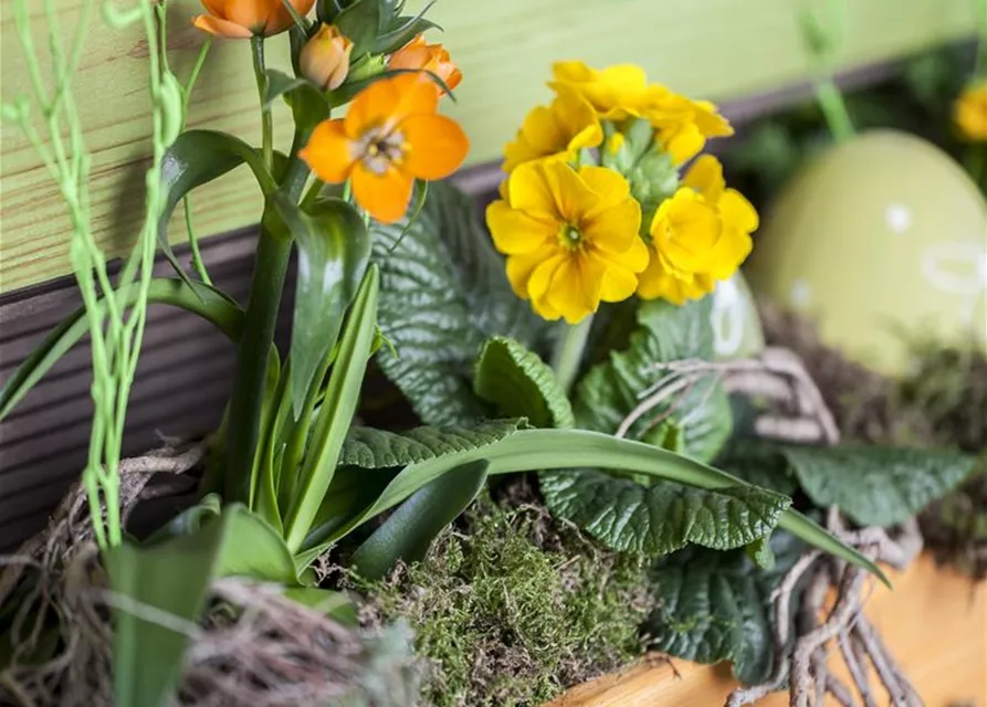 Ornithogalum dubium