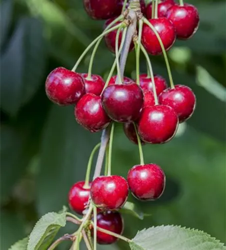 Prunus cerasus