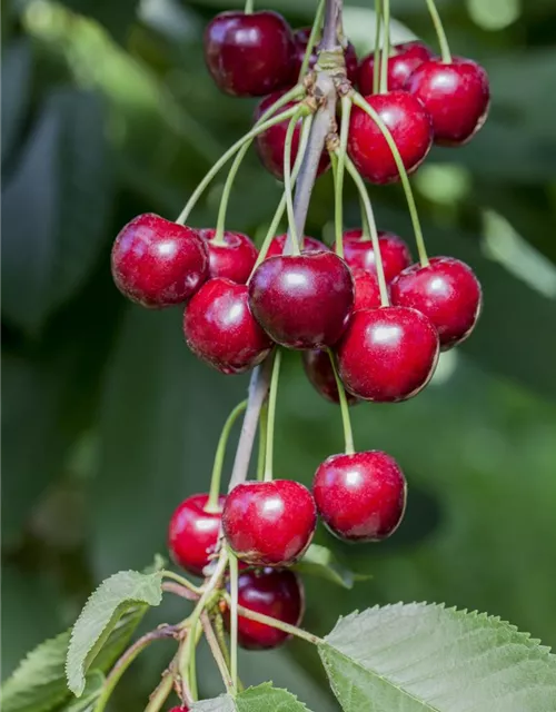 Prunus cerasus