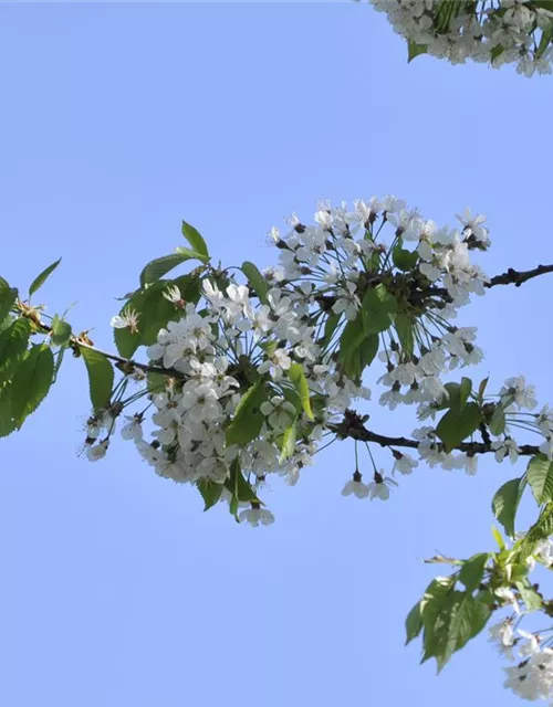 Prunus cerasus