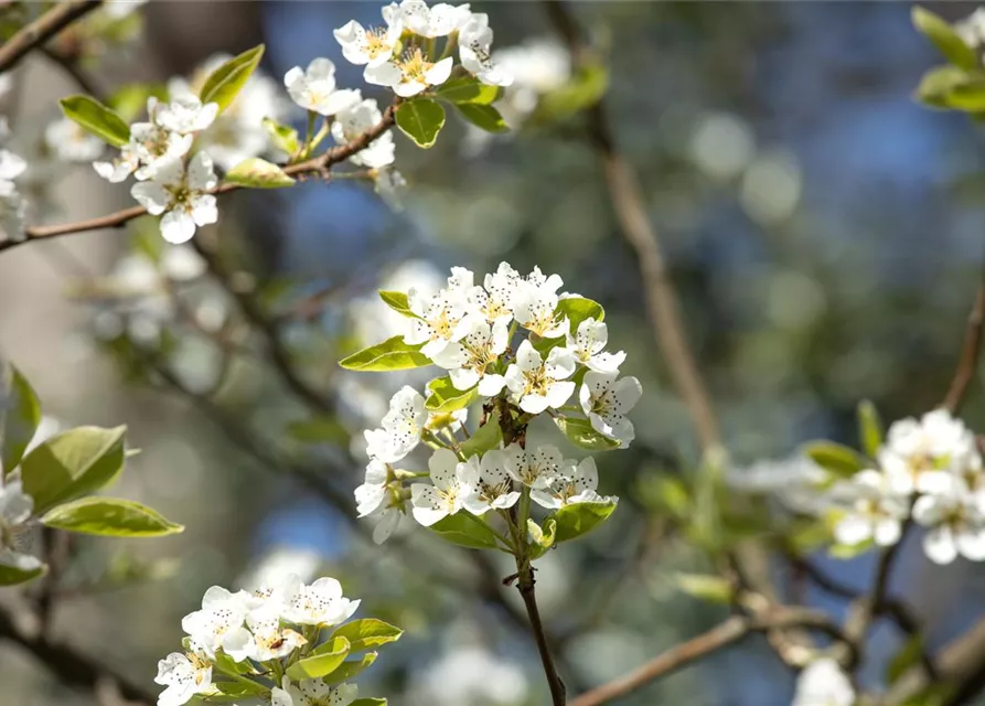 Prunus cerasus