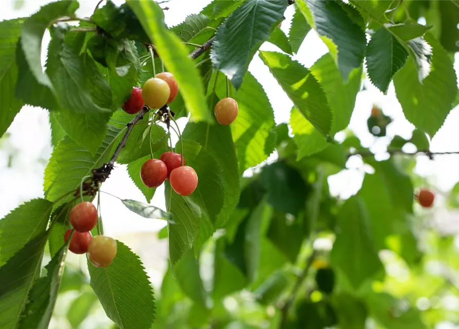 Prunus cerasus