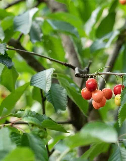 Prunus cerasus