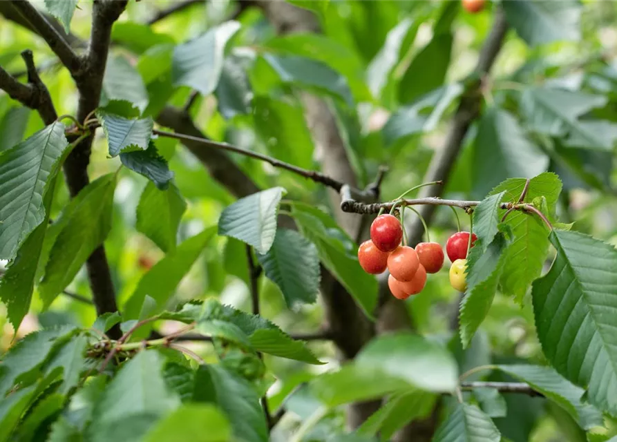 Prunus cerasus