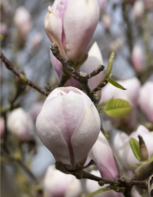 Magnolia x soulangiana