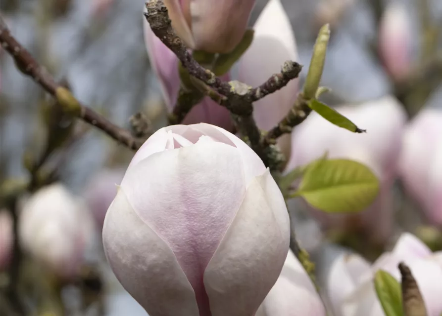 Magnolia x soulangiana