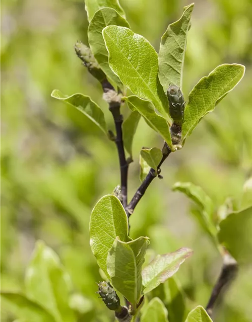 Magnolia x soulangiana