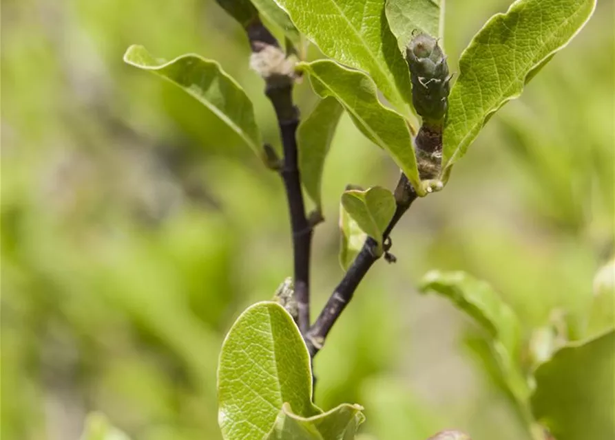 Magnolia x soulangiana